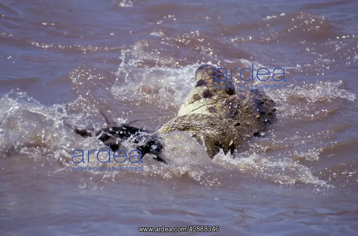  : Wildebeest - being attacked by Nile crocodile in