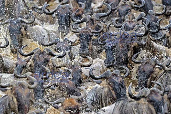 : Wildebeest, blue wildebeest (Connochaetes taurinus) : Wildebeest, blue wildebeest (Connochaetes taurinus)