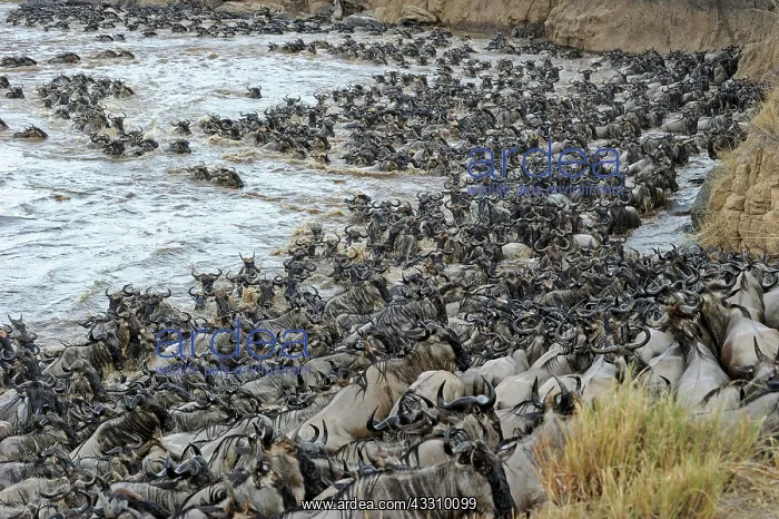 : Wildebeest, blue wildebeest (Connochaetes taurinus) : Wildebeest, blue wildebeest (Connochaetes taurinus)