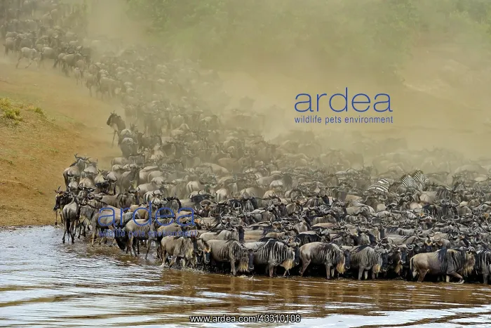 : Wildebeest, blue wildebeest (Connochaetes taurinus) : Wildebeest, blue wildebeest (Connochaetes taurinus)