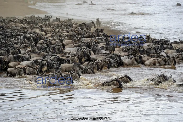 : Wildebeest, blue wildebeest (Connochaetes taurinus) : Wildebeest, blue wildebeest (Connochaetes taurinus)