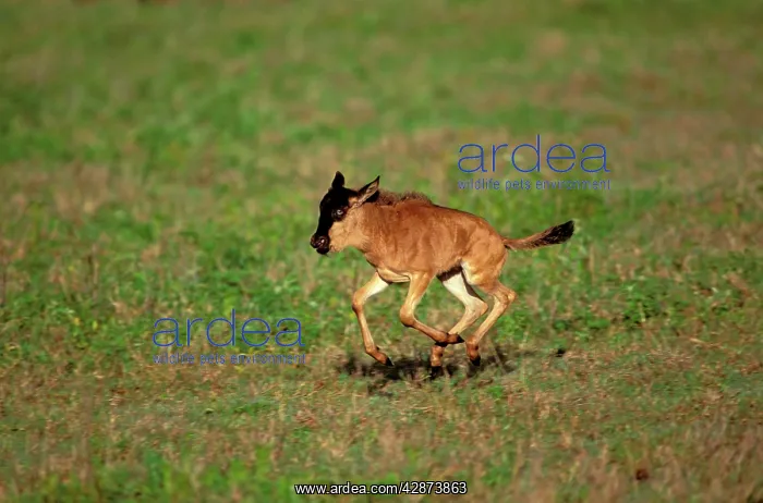  : Wildebeest - calf running