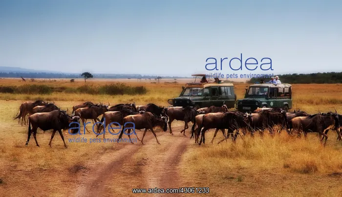 : Wildebeest (Connichaete Taurinus) as seen : Wildebeest (Connichaete Taurinus) as seen