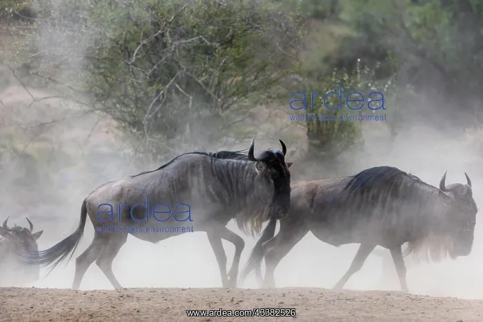  : Wildebeest (Connochaetes), herd, dust, Masai Mara
