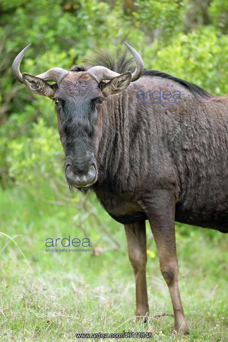 : Wildebeest (Connochaetes) looks into the camera : Wildebeest (Connochaetes) looks into the camera