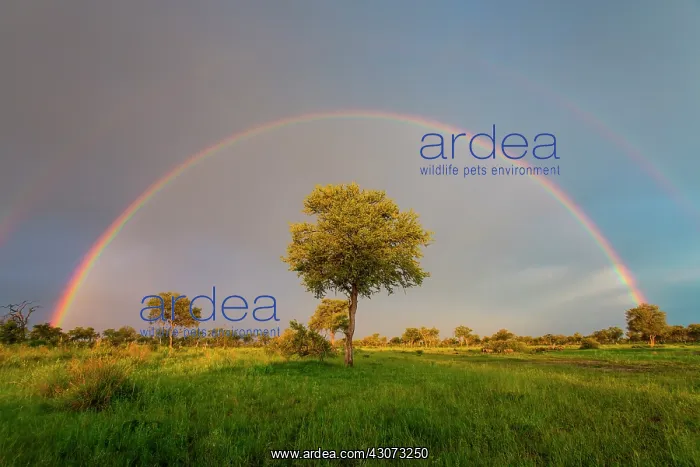 : Wildebeest (Connochaetes sp) and tree under a rainbow : Wildebeest (Connochaetes sp) and tree under a rainbow
