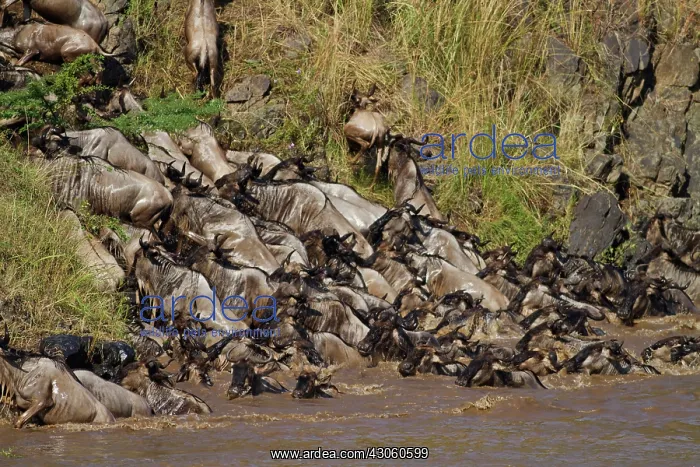 : Wildebeest (Connochaetes taurinus) crossing : Wildebeest (Connochaetes taurinus) crossing