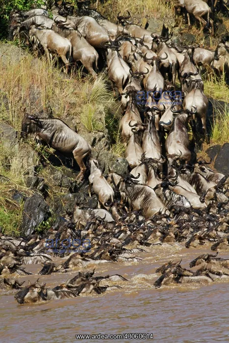  : Wildebeest (Connochaetes taurinus) crossing