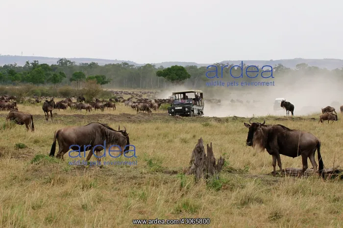 : Wildebeest (Connochaetes taurinus), Masai : Wildebeest (Connochaetes taurinus), Masai