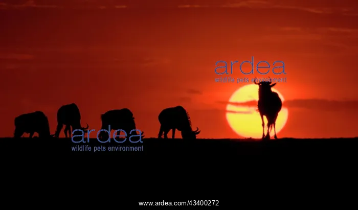 : Wildebeest (Connochaetus taurinis) grazing as the : Wildebeest (Connochaetus taurinis) grazing as the