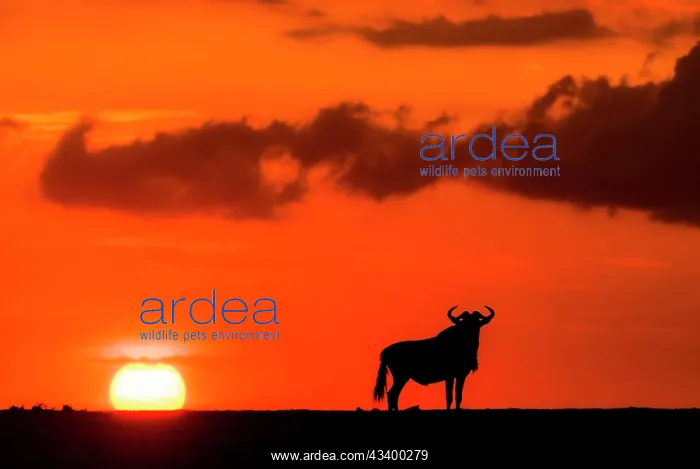 : Wildebeest (Connochaetus taurinis) and the setting : Wildebeest (Connochaetus taurinis) and the setting