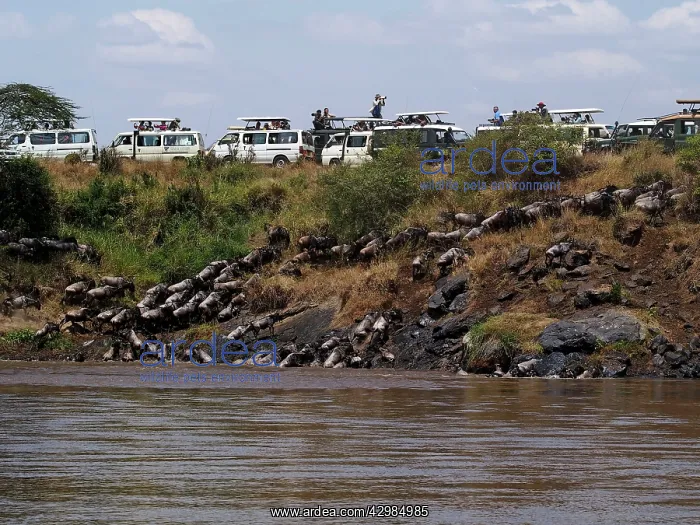 : Wildebeest - crossing Mara river : Wildebeest - crossing Mara river