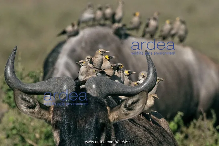 : Wildebeest - with different species of social birds : Wildebeest - with different species of social birds