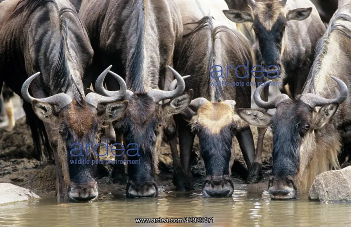  : WILDEBEEST - drinking