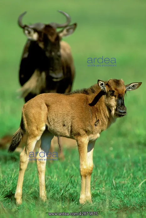  : Wildebeest - female and calf