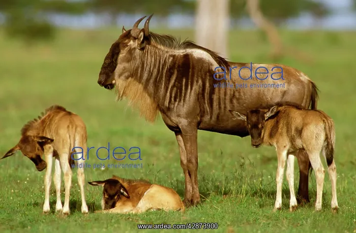  : Wildebeest - female with three calves