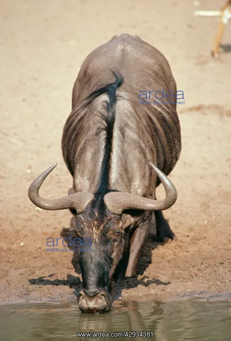 : WILDEBEEST / Gnu - drinking : WILDEBEEST / Gnu - drinking