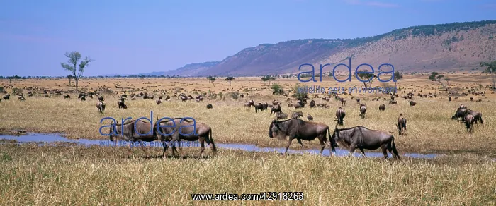 : WILDEBEEST / Gnu - grazing : WILDEBEEST / Gnu - grazing