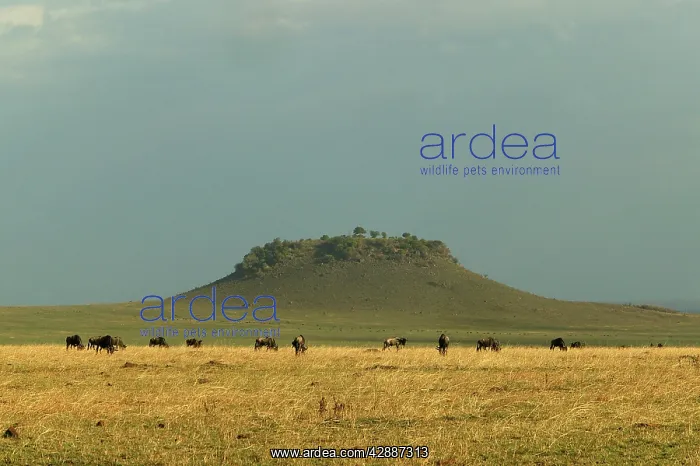 : Wildebeest / Gnu herd, grazing : Wildebeest / Gnu herd, grazing