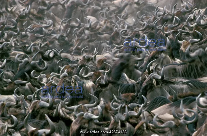 : Wildebeest / Gnu - mass migration : Wildebeest / Gnu - mass migration