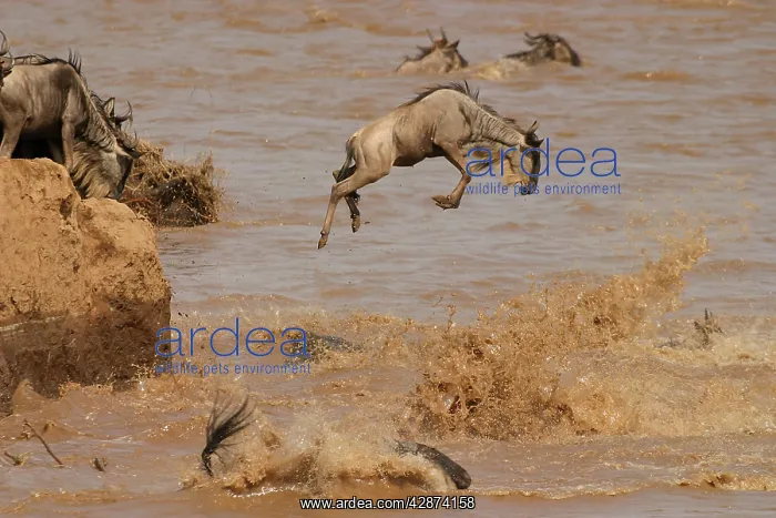 : Wildebeest / Gnu - on migration leaping into the Mara River : Wildebeest / Gnu - on migration leaping into the Mara River