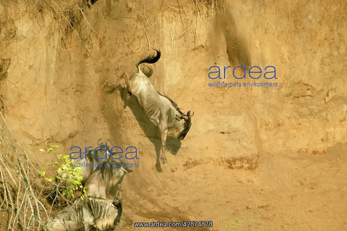 : Wildebeest / Gnu - on migration leaping into the Mara River : Wildebeest / Gnu - on migration leaping into the Mara River