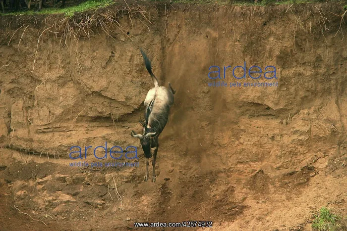 : Wildebeest / Gnu - on migration leaping into the Mara River : Wildebeest / Gnu - on migration leaping into the Mara River