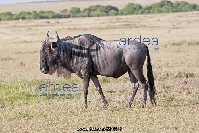 : Wildebeest / Gnu - On savannah plains : Wildebeest / Gnu - On savannah plains