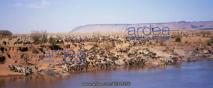: WILDEBEEST / Gnu - and Zebra drinking from Mara River : WILDEBEEST / Gnu - and Zebra drinking from Mara River