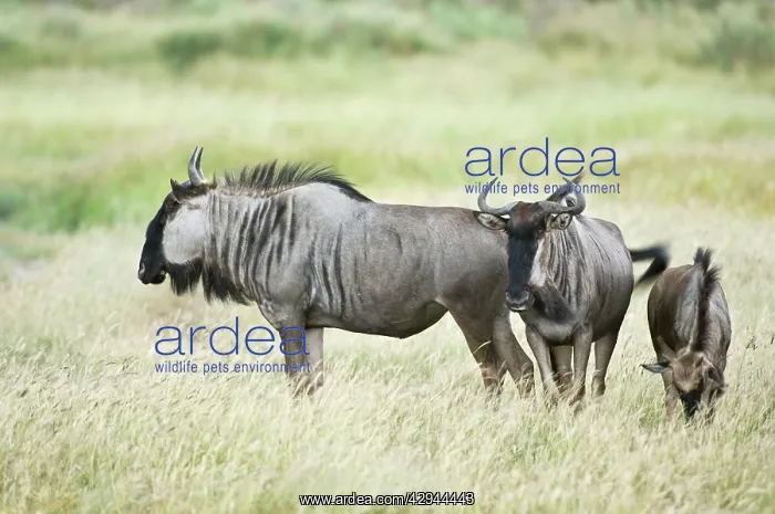 : Wildebeest - group standing in long grass with one grazing : Wildebeest - group standing in long grass with one grazing