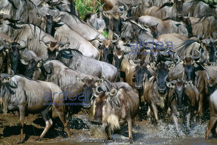  : WILDEBEEST - HERD