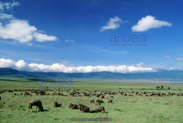  : Wildebeest - herd