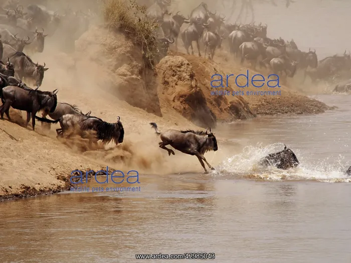 : Wildebeest - herd crossing Mara River : Wildebeest - herd crossing Mara River
