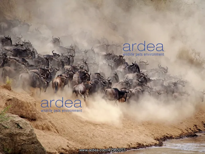 : Wildebeest - herd crossing Mara River : Wildebeest - herd crossing Mara River