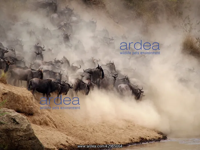 : Wildebeest - herd crossing Mara River : Wildebeest - herd crossing Mara River
