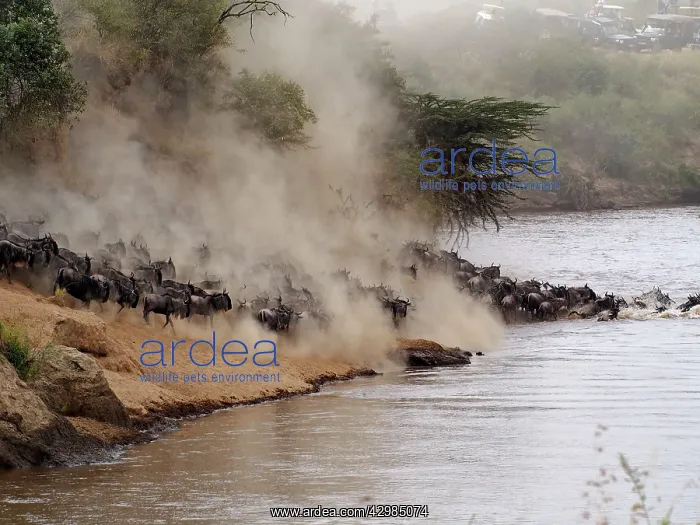 : Wildebeest - herd crossing Mara River : Wildebeest - herd crossing Mara River