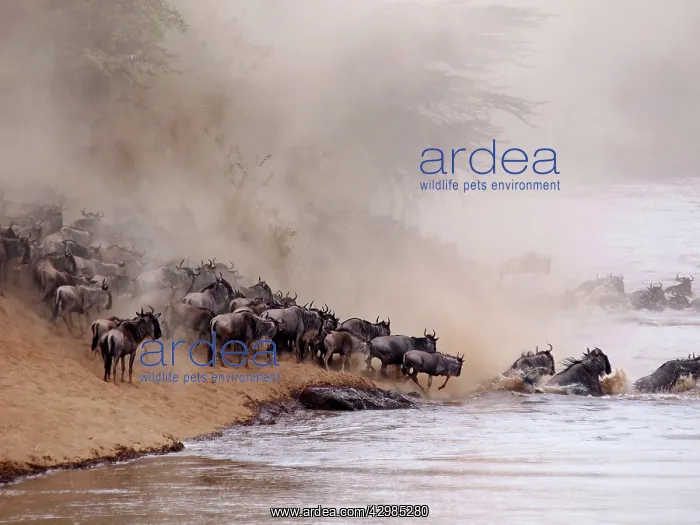 : Wildebeest - herd crossing Mara River : Wildebeest - herd crossing Mara River