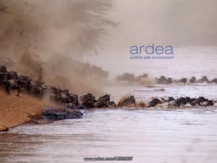 : Wildebeest - herd crossing Mara River : Wildebeest - herd crossing Mara River