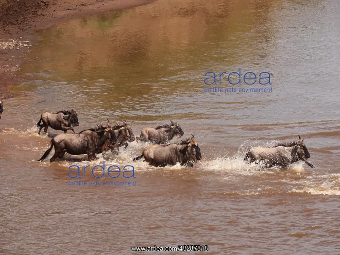 : Wildebeest -herd crossing Mara river, Masai Mara : Wildebeest -herd crossing Mara river, Masai Mara