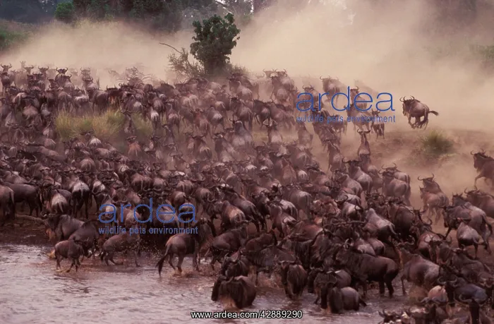  : Wildebeest - herd crossing river on migration
