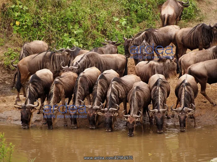 : Wildebeest - herd drinking : Wildebeest - herd drinking