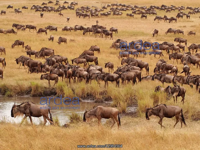 : Wildebeest - herd migration : Wildebeest - herd migration