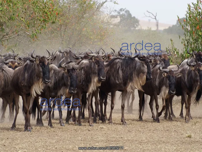: Wildebeest - herd waiting to cross Mara River : Wildebeest - herd waiting to cross Mara River