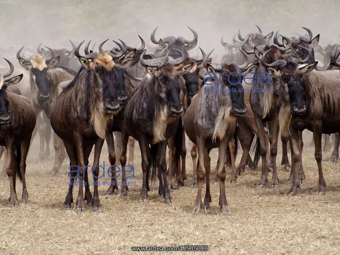 : Wildebeest - herd waiting to cross Mara River : Wildebeest - herd waiting to cross Mara River