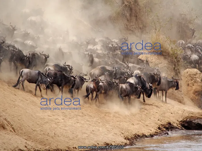 : Wildebeest - herd waiting to cross the Mara River : Wildebeest - herd waiting to cross the Mara River