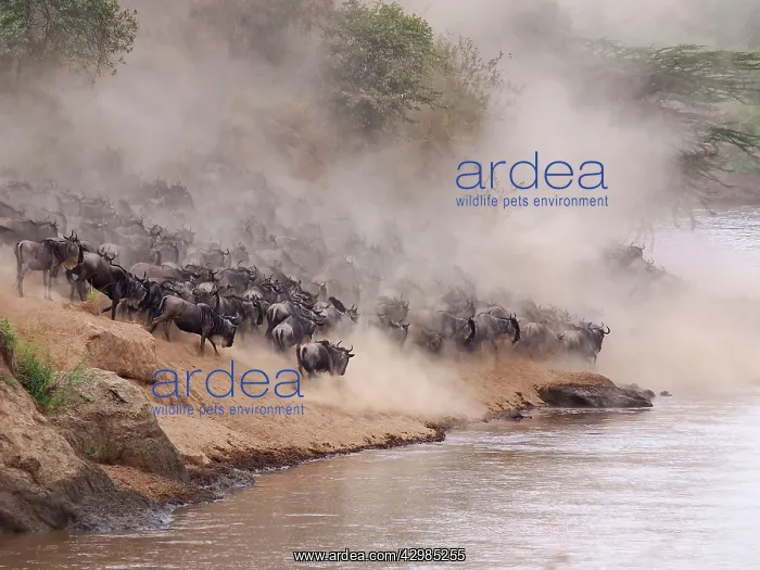 : Wildebeest - herd waiting to cross the Mara River : Wildebeest - herd waiting to cross the Mara River