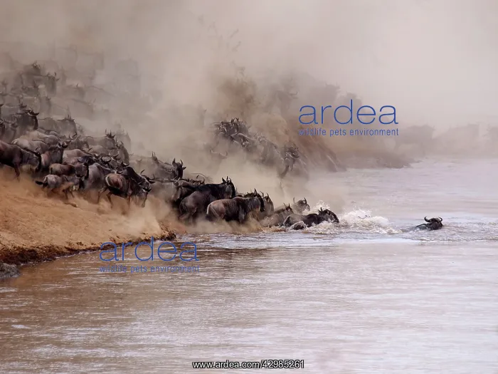: Wildebeest - herd waiting to cross the Mara River : Wildebeest - herd waiting to cross the Mara River