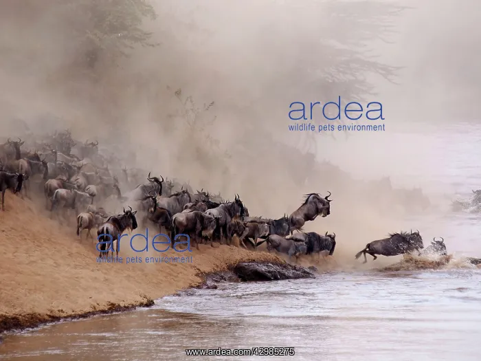 : Wildebeest - herd waiting to cross the Mara River : Wildebeest - herd waiting to cross the Mara River