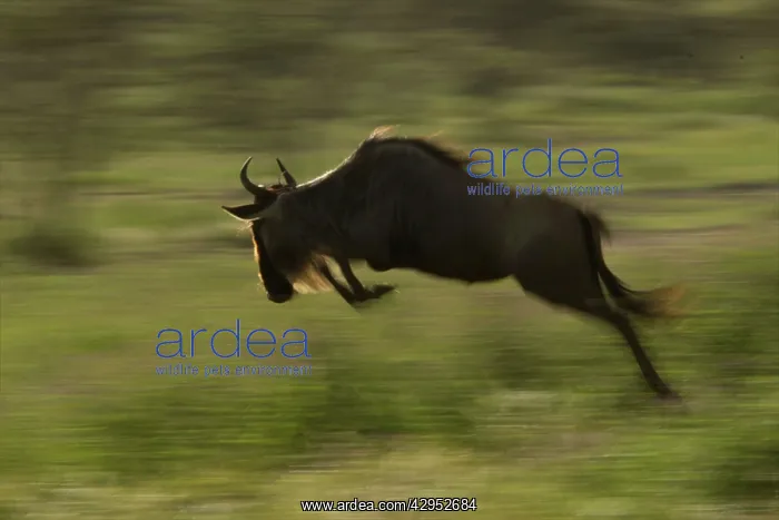  : Wildebeest jumping - panning