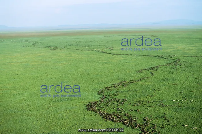  : WILDEBEEST - migrating